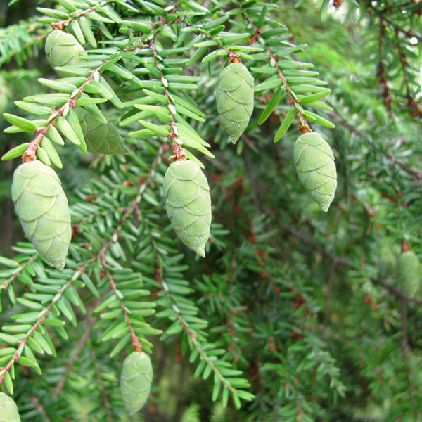 Eastern Hemlock Oil - Tsuga canadensis - Canadian Naturals | Cedarome