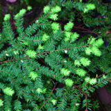 Hemlock - Eastern - Oil - Image 3