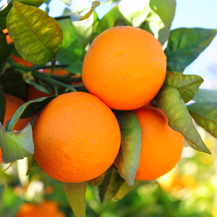  Orange  Citrus  x sinensis L Osbeck Citrus  Cedarome