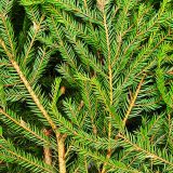 Canadian Naturals_Fir-Balsam_Sapin-Beaumier