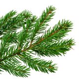 Canadian Naturals_Fir-Balsam_Sapin-Beaumier