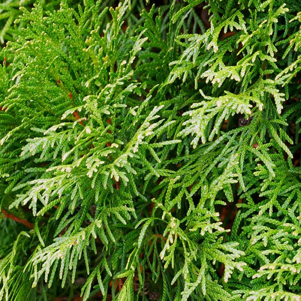 Western Red Cedar Oil - Thuja plicata - Canadian Naturals | Cedarome