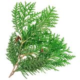 Eastern White Cedar_Cèdre blanc de l'est_Canadian Naturals