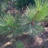 Red Pine_Pin rouge_Canadian naturals