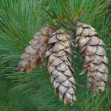 White Pine_Pin blanc_Canadian naturals_