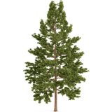 White Pine_Pin blanc_Canadian naturals_