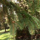 White Spruce_Epinette blanche_Canadian Naturals