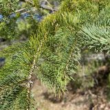 White Spruce_Epinette blanche_Canadian Naturals