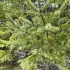 White Spruce_Epinette blanche_Canadian Naturals