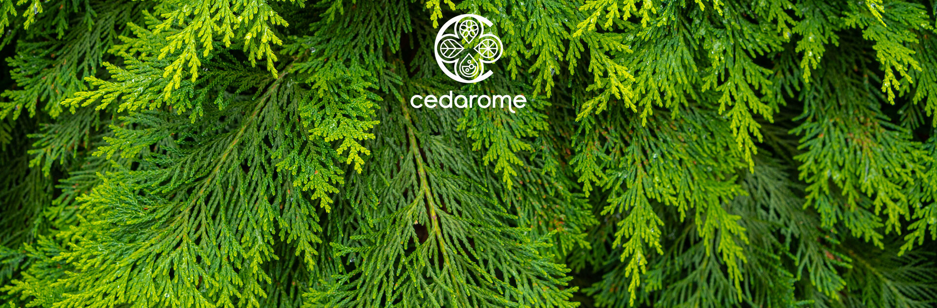 https://cedarome.com/wp-content/uploads/2025/12/cedarome-cfn-scaled.jpg